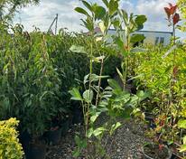 Лавровишня португальская Ротандифолия (Prunus lusitanica 'Rotundifolia')