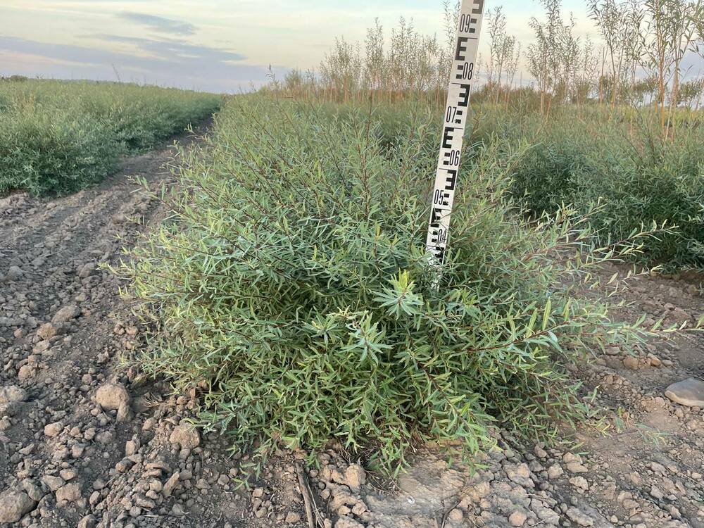 Ива пурпурная Нана (Salix purpurea 'Nana')