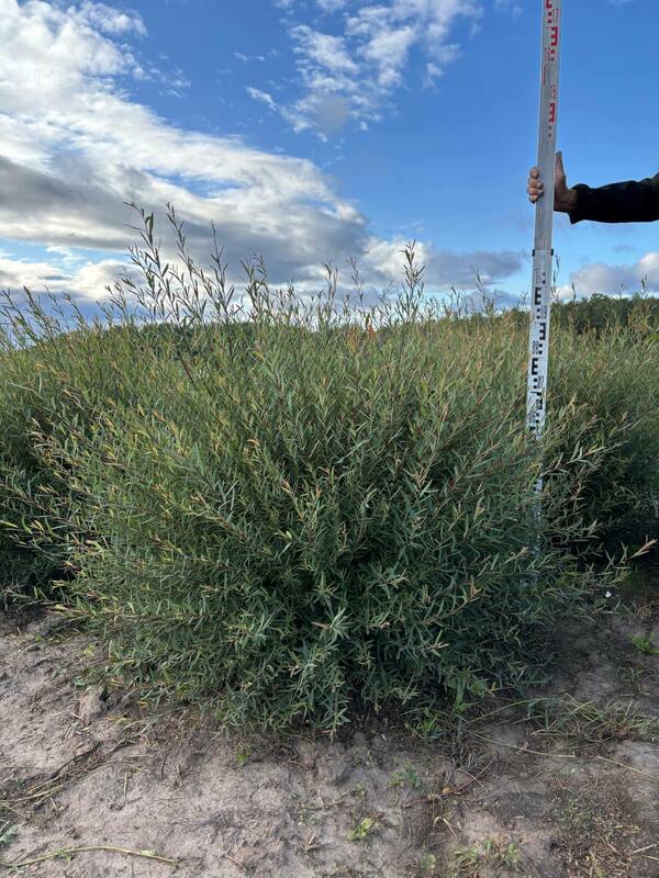 Ива пурпурная Нана (Salix purpurea 'Nana')