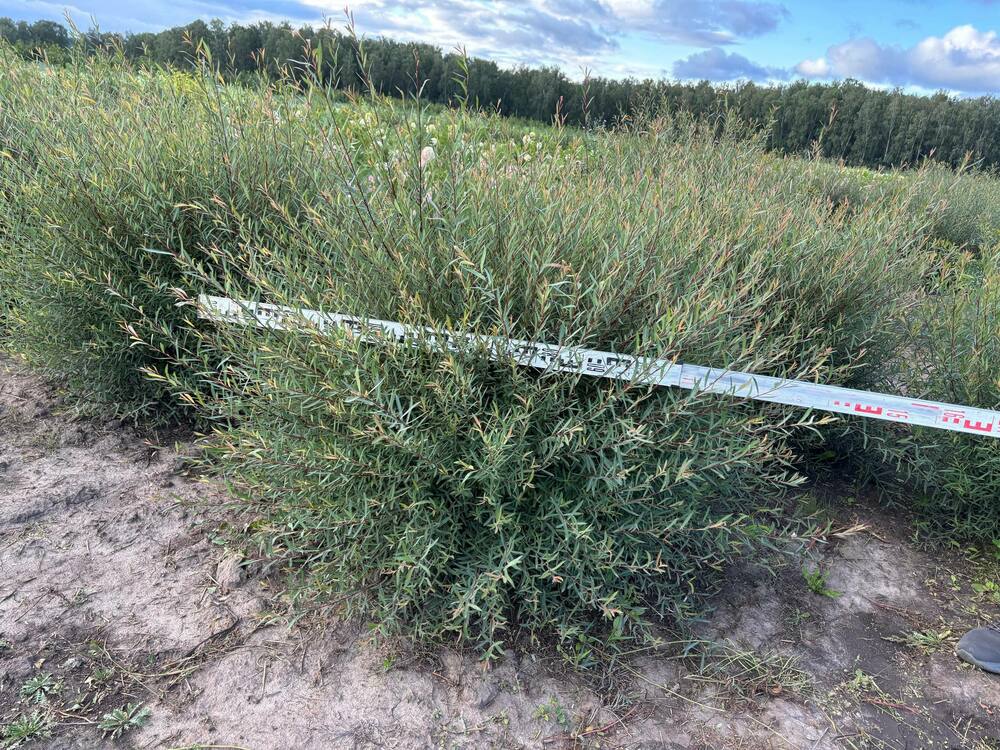 Ива пурпурная Нана (Salix purpurea 'Nana')