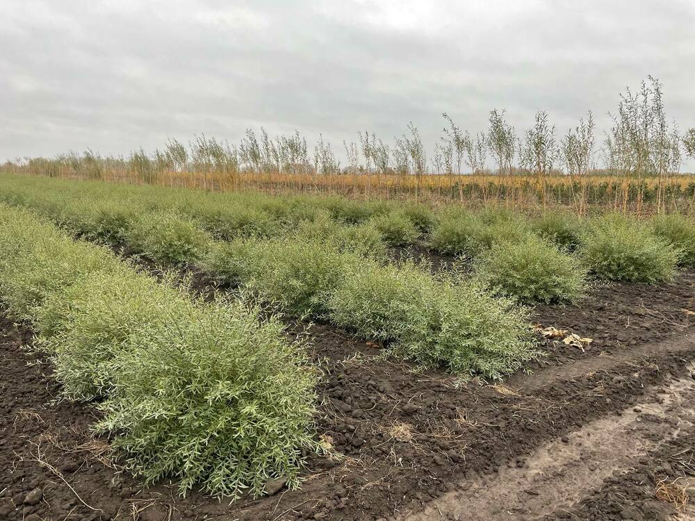 Ива пурпурная Нана (Salix purpurea 'Nana')