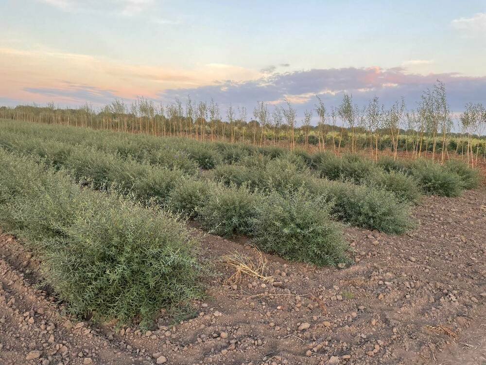 Ива пурпурная Нана (Salix purpurea 'Nana')