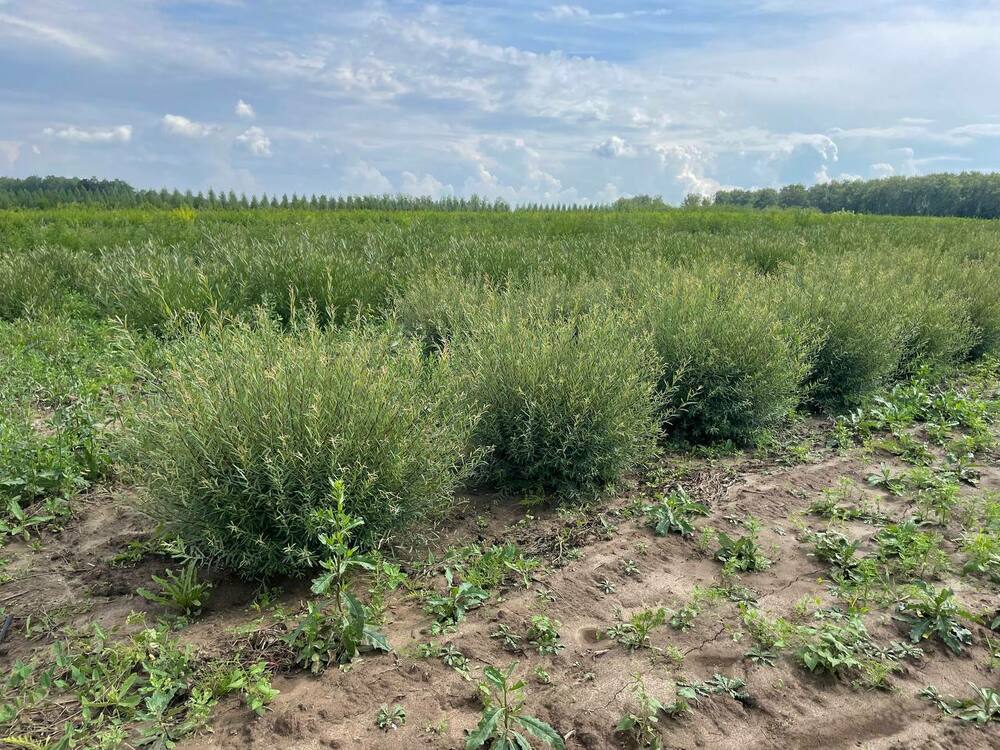 Ива пурпурная Нана (Salix purpurea 'Nana')