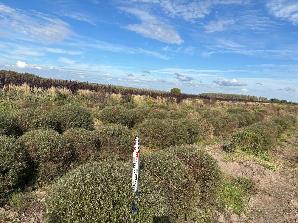 Ива пурпурная Нана (Salix purpurea 'Nana')
