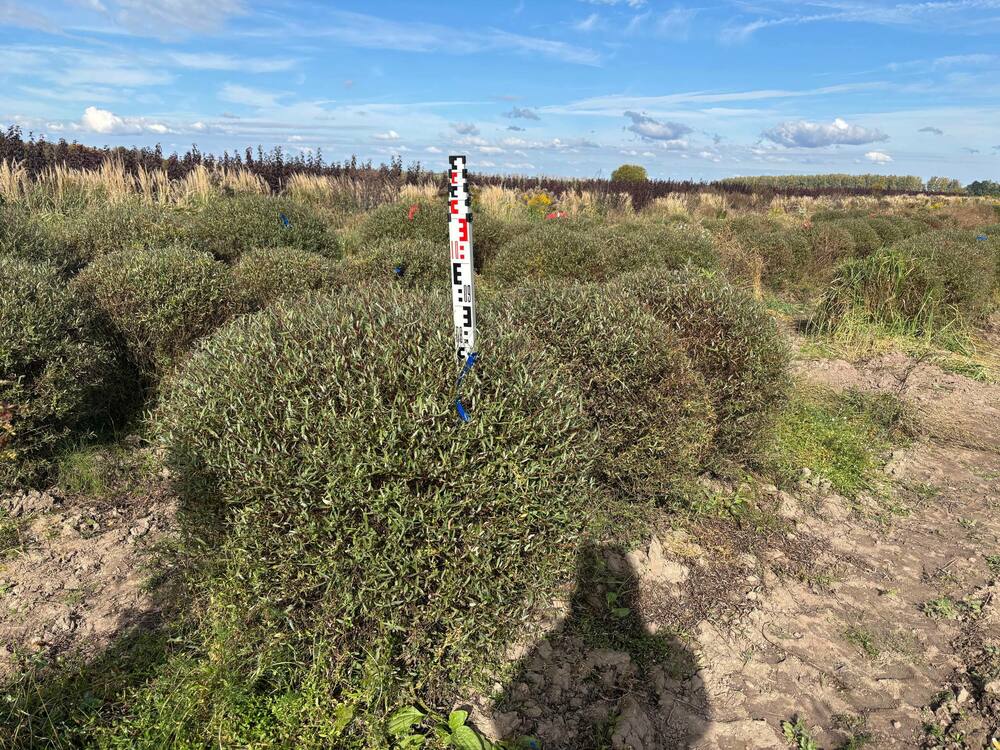 Ива пурпурная Нана (Salix purpurea 'Nana')