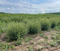 Ива пурпурная Нана (Salix purpurea 'Nana')