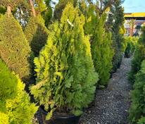 Туя восточная Ауреа Нана (Platycladus orientalis 'Aurea Nana')