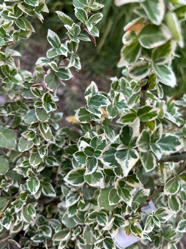 Бересклет Форчуна Эмеральд Гаити (Euonymus fortunei 'Emerald Gaiety')