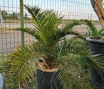 Пальма финиковая (Phoenix dactylifera)