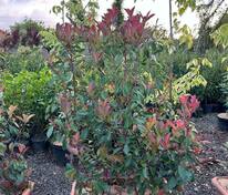 Фотиния Фразера (Photinia x fraseri) БЖИ