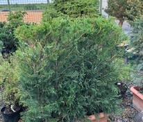 Кипарисовик Лейланда (x Cupressocyparis leylandii) БЖИ
