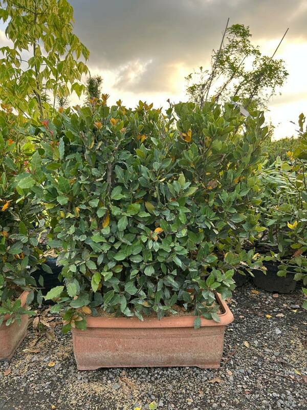 Лавр благородный Нобилис (Laurus nobilis 'Nobilis') БЖИ