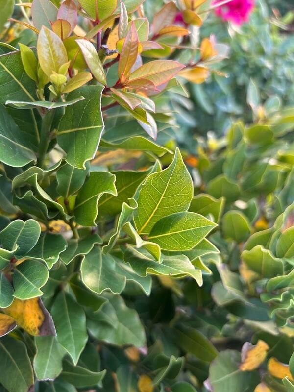 Лавр благородный Нобилис (Laurus nobilis 'Nobilis') БЖИ