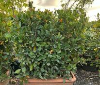 Лавр благородный Нобилис (Laurus nobilis 'Nobilis') БЖИ