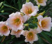 Лилейник Мини Перл (Hemerocallis 'Mini Pearl')