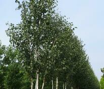 Берёза полезная Жакмана (Betula utilis 'Jacquemontii')