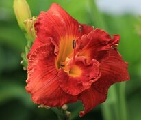 Лилейник Мозес Файер (Hemerocallis 'Moses Fire')