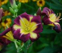 Лилейник Найт Бикон (Hemerocallis 'Night Beacon')