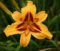 Лилейник гибридный Бонанза (Hemerocallis 'Bonanza')