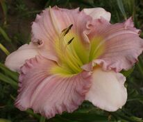 Лилейник Элеонор (Hemerocallis 'Eleonore')