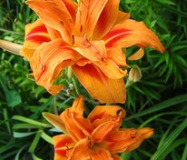 Лилейник Априкот Бьюти (Hemerocallis 'Apricot Beauty')