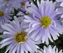 Астра ново-бельгийская Милка (Symphyotrichum novi-belgii 'Milka')