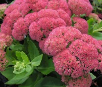 Очиток Отум Джой (Hylotelephium 'Autumn Joy')