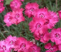 Гвоздика сизая (Dianthus gratianopolitanus)