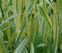 Фалярис тростниковый Лютеопикта (Phalaris arundinacea 'Luteopicta')