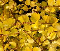 Берёза карликовая Голден Треже (Betula nana 'Golden Treasure')
