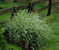 Фалярис тростниковый Пикта (Phalaris arundinacea 'Picta')