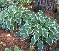 Хоста Ундулата Альбомаргината (Hosta 'Undulata Albomarginata')