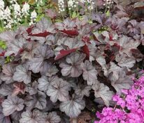 Гейхера гибридная Регина (Heuchera hybrida 'Regina')