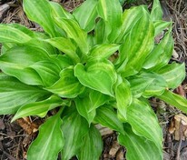 Хоста зибольда Сноусторм (Hosta sieboldiana 'Snowstorm')