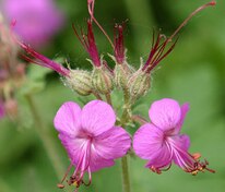 Герань крупнокорневищная (Geranium macrorrhizum)