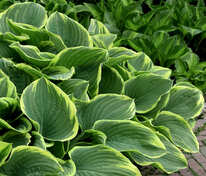 Хоста Абиква Мунбим (Hosta 'Abiqua Moonbeam')