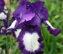 Ирис германский Степпинг Аут (Iris germanica 'Stepping Out')