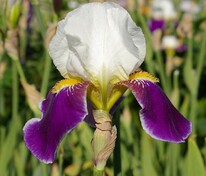 Ирис германский Вабаш (Iris germanica 'Wabash')