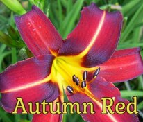 Лилейник Отум Ред (Hemerocallis 'Autumn Red')