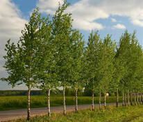 Берёза обыкновенная (Betula pubescens)