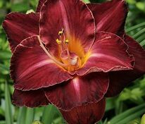 Лилейник Бергунди Лав (Hemerocallis 'Burgundy Love')