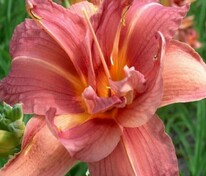 Лилейник Дабл Челленджер (Hemerocallis 'Double Challanger')