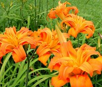 Лилейник Дабл Оранж (Hemerocallis 'Double Orange')