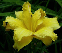 Лилейник Дабл Йеллоу (Hemerocallis 'Double Yellow')