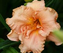 Лилейник Элизабет Солтер (Hemerocallis 'Elisabeth Salter')