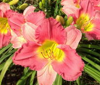 Лилейник Файнал Тач (Hemerocallis 'Final Touch')