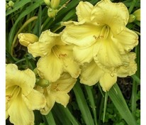 Лилейник Фрагрант Ретернс (Hemerocallis 'Fragrant Returns')
