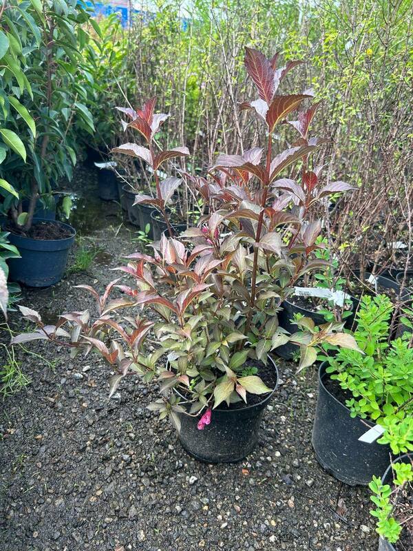 Вейгела Мэджикал Фентези (Weigela 'Magical Fantasy')