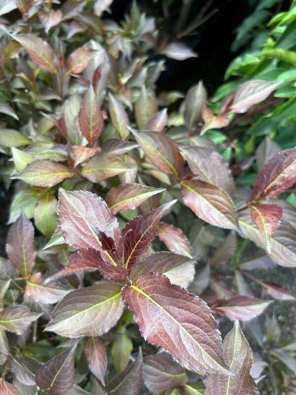 Вейгела Мэджикал Фентези (Weigela 'Magical Fantasy')