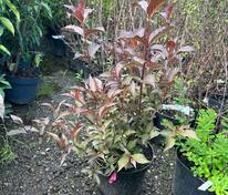 Вейгела Мэджикал Фентези (Weigela 'Magical Fantasy')